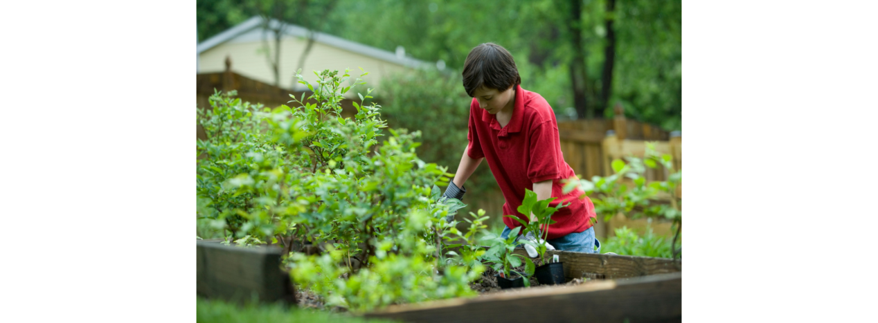 Kids veggie patch